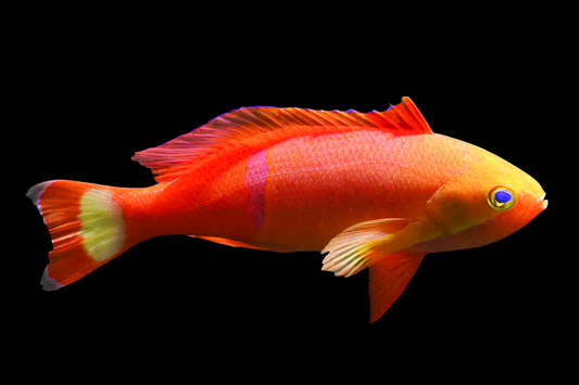 Pictilis Anthias