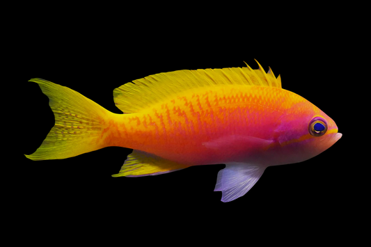 Bimaculatus Anthias
