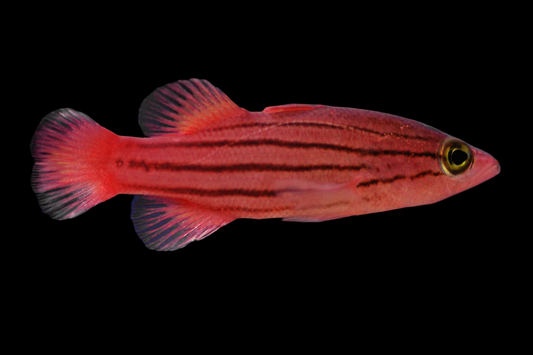 Collette’s Basslet