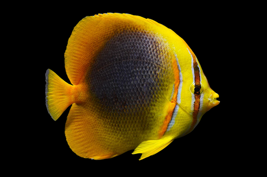 Golden Butterflyfish
