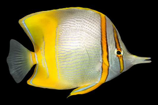 Marginalis Butterflyfish