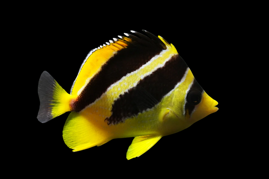 Mitratus Butterflyfish