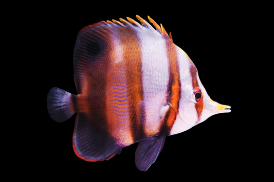 Muelleri Butterflyfish