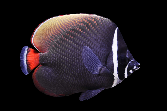 Pakistan Butterflyfish
