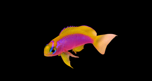 Japanese Ventralis Anthias