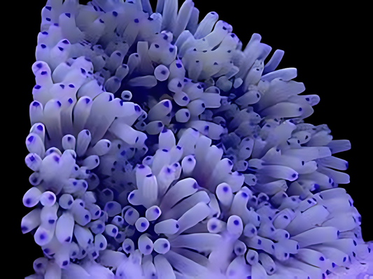 Colored Blue Tip Sebae Anemone