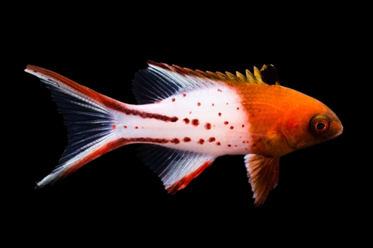 Lyretail Hogfish