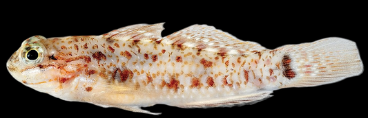 Colon Goby