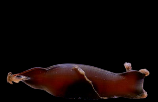 Egg Capsule, Atelomycterus