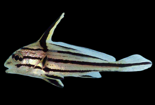 Gungo Highhat Drumfish