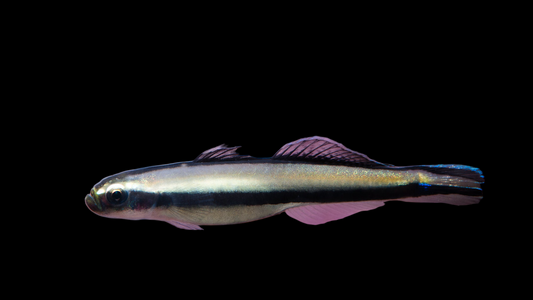 Rao's Hover Goby