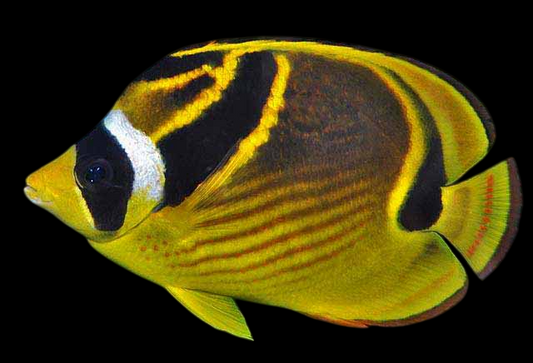 Raccoon Butterflyfish