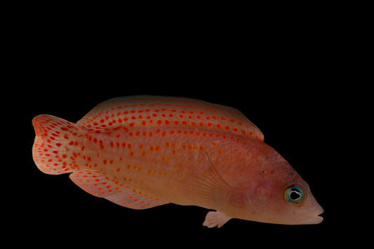 Cherry Dottyback