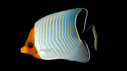 Hooded Butterflyfish