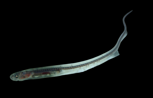 Pearlfish