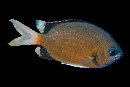 Yellow Edge Chromis