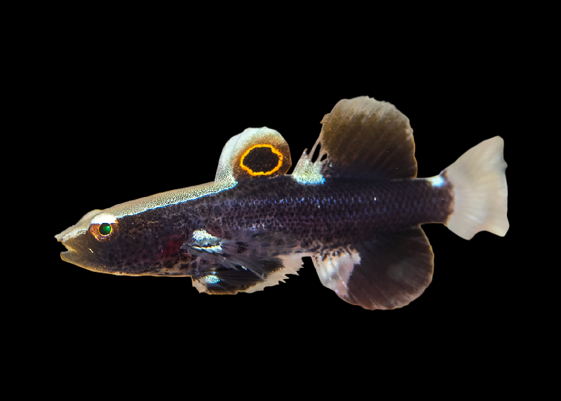 White Cap Goby