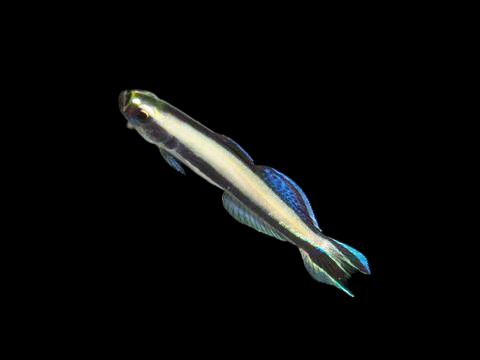 Beautiful Hover Goby