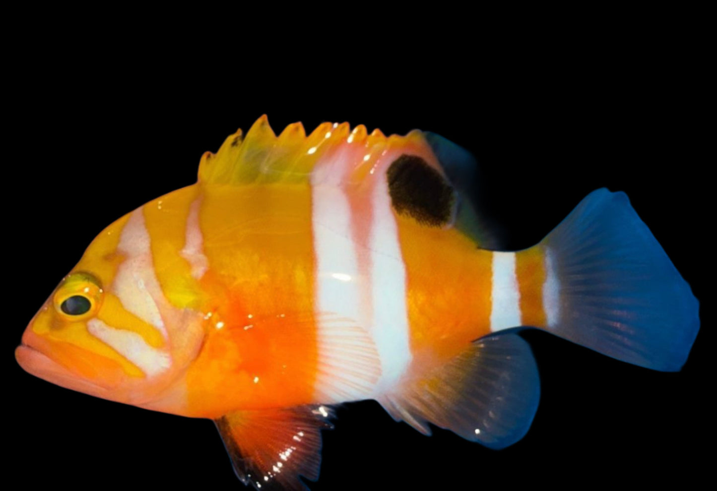 NEPTUNE GROUPER - 4 INCHES