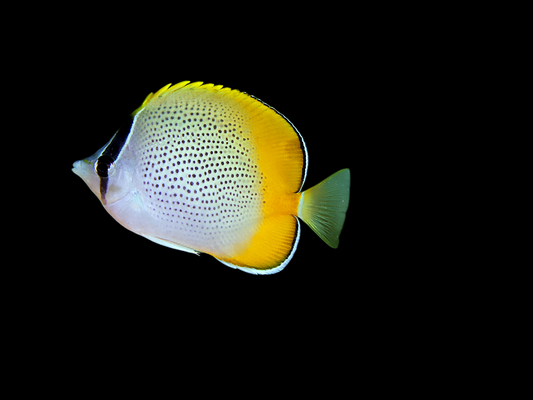 Gunther's Butterflyfish