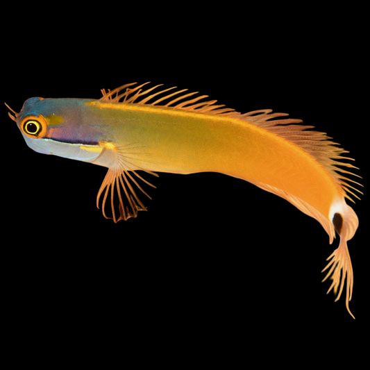 Tailspot Blenny