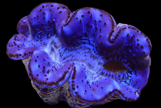 Blue Maxima Clam