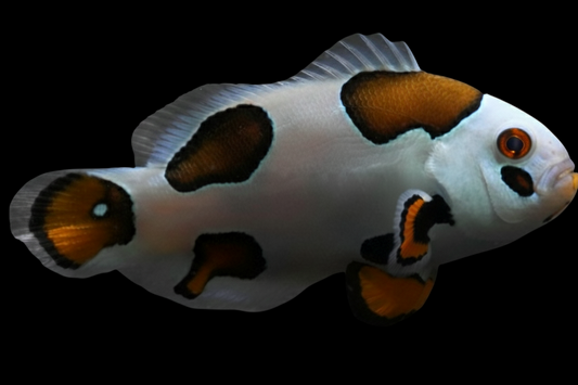 Tricolor Storm Ocellaris Clownfish, Bali Aquarich