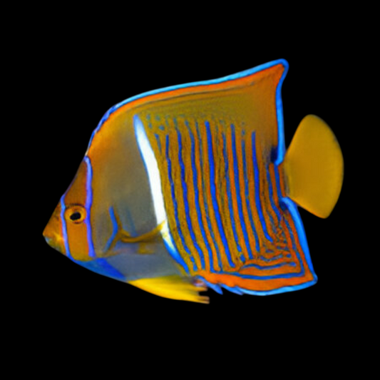 Passer Angelfish