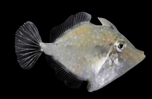 Whitespotted Pygmy Filefish