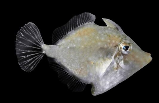 Whitespotted Pygmy Filefish