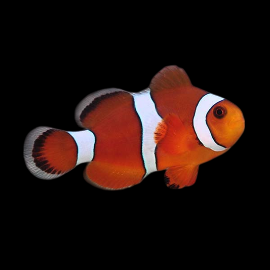 Blood Orange Clownfish, Hybrid