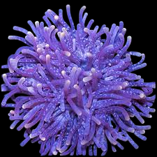 Ritteri Anemone