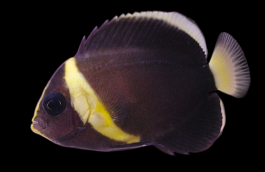 Blue Maze Angelfish