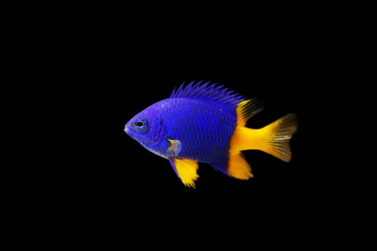 Gold Tail / Half Blue Damselfish