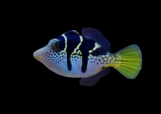 Mimic Saddle Puffer Filefish