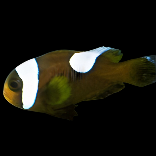 Saddleback Clownfish