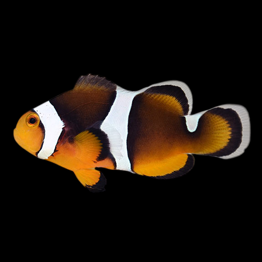 Longfin Black Photon Ocellaris Clown