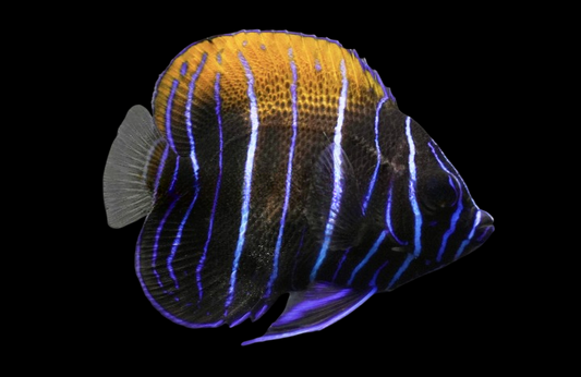 Majestic Angelfish, Juvenile