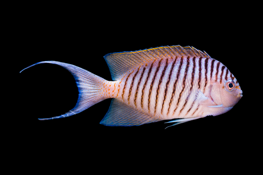 Spotbreast Angelfish Male