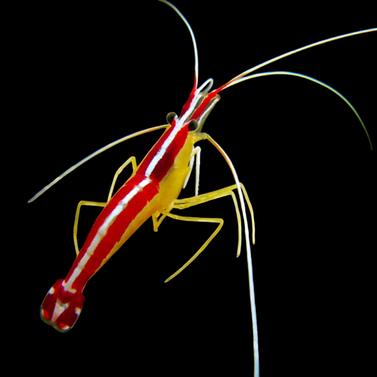 Scarlet Skunk Cleaner Shrimp