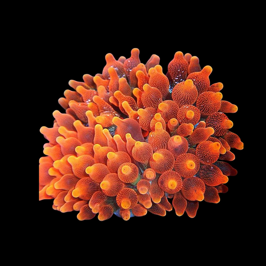 Rose Bulb Anemone