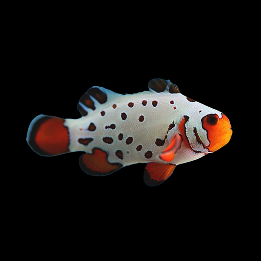 Frostbite Ocellaris Clownfish