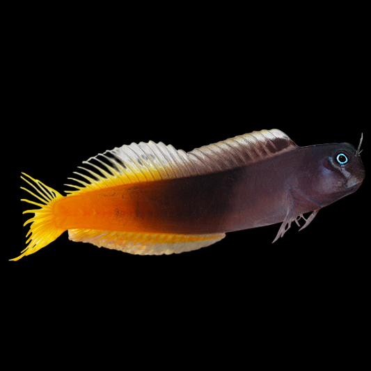Bicolor Blenny