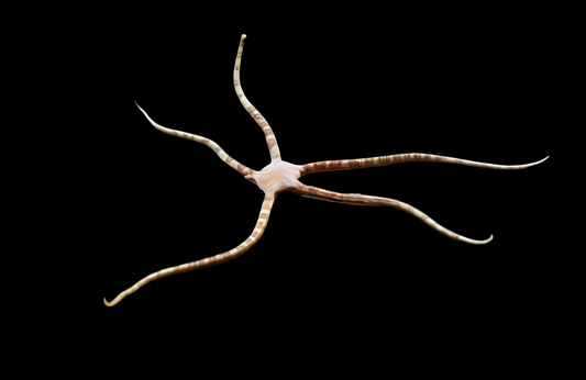 Banded Serpent Sea Star