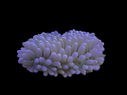 Malu Anemone