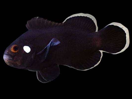 Domino Ocellaris Clownfish