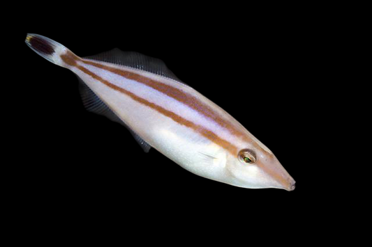 Rhinoceros Leatherjacket Filefish