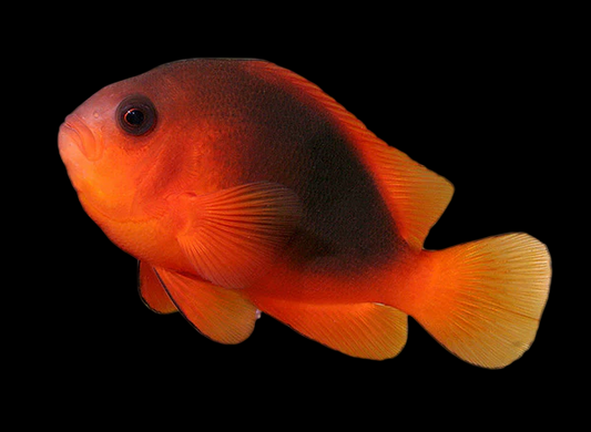 Naked Cinnamon Clownfish