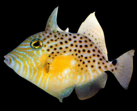 Golden Heart Triggerfish