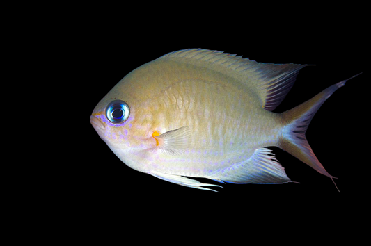 Ambon Chromis